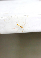 Pneustocerus gravelyi