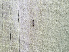 Pseudomyrmex ejectus