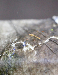 Pneustocerus gravelyi