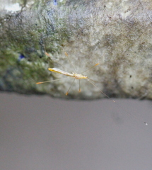 Pneustocerus gravelyi