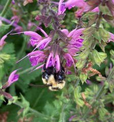Bombus rufocinctus