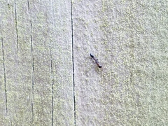 Pseudomyrmex ejectus