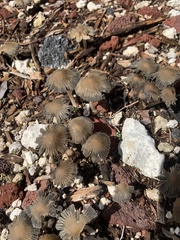 Coprinellus arenicola