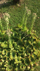 Sempervivum tectorum