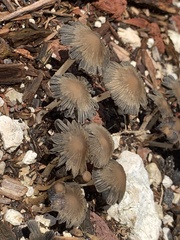 Coprinellus arenicola