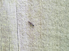 Pseudomyrmex ejectus