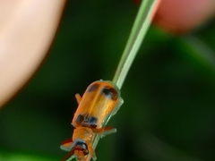 Phyllobrotica quadrimaculata