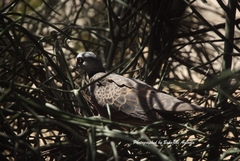 Streptopelia hypopyrrha