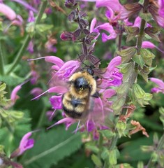 Bombus rufocinctus