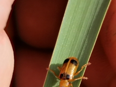 Phyllobrotica quadrimaculata