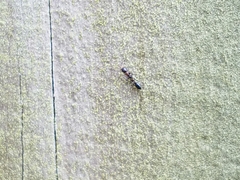 Pseudomyrmex ejectus