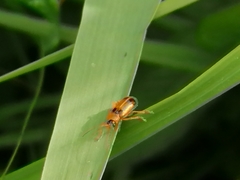 Phyllobrotica quadrimaculata