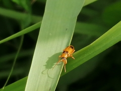 Phyllobrotica quadrimaculata