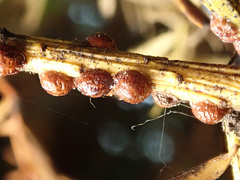 Parthenolecanium pomeranicum