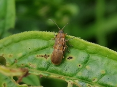 Neogalerucella