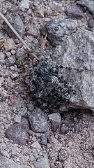 Araneus circe