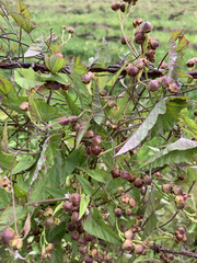 Convolvulus farinosus