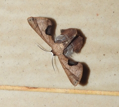 Phazaca leucocera