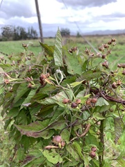 Convolvulus farinosus