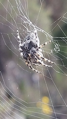 Araneus circe