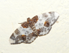 Abraxas leucostola
