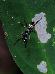 Neoponera
