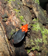Zirta hirticornis