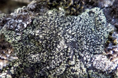 Rhizocarpon geographicum