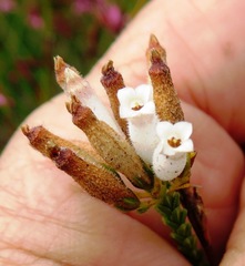 Erica cristata