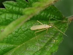 Cheilotrichia imbuta