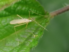 Cheilotrichia imbuta