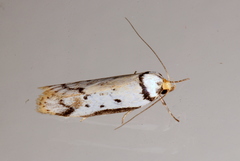 Philobota thiocrossa