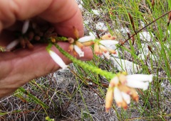 Erica cristata