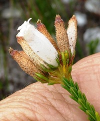 Erica cristata