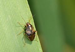 Cyphodema instabilis