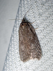 Semioscopis