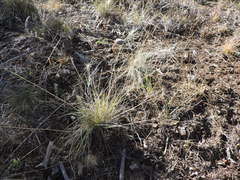 Elymus longifolius
