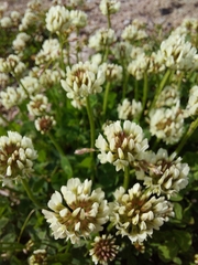 Trifolium repens
