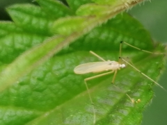 Cheilotrichia imbuta