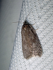 Semioscopis