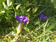 Gentiana pyrenaica