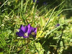 Gentiana pyrenaica