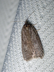 Semioscopis