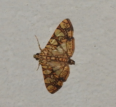 Glyphodes caesalis