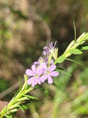 Lythrum alatum image