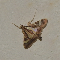 Agrioglypta itysalis