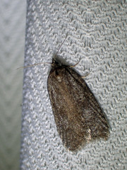 Semioscopis