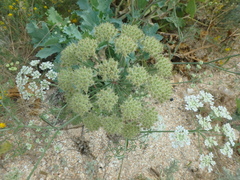 Astrodaucus littoralis