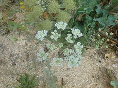 Astrodaucus littoralis
