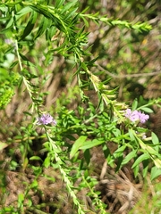 Lythrum alatum image